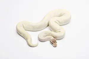 Prints of Opal Diamond Ball Python or Royal Python -Python regius-, male Ball Python Prints: Male Opal Diamond Ball Python Print