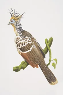 Opisthocomus hoatzin, Hoatzin perched on a tree branch, side view Opisthocomus hoatzin, Hoatzin perched on a tree branch, side view