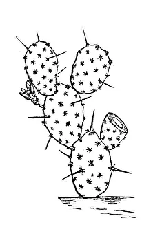 Opuntia ficus-indica (Indian fig opuntia, Barbary fig, cactus pear, spineless cactus Opuntia ficus-indica (Indian fig opuntia, Barbary fig, cactus pear, spineless cactus