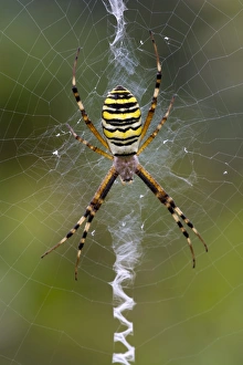 Orb-weaving Spider -Argiope bruennichi-, Burgenland, Austria Orb-weaving Spider -Argiope bruennichi-, Burgenland, Austria