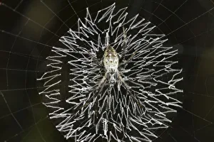 Orb-web spider, grass cross spider -Argiope catenulata- perched in the center of its Orb-web spider, grass cross spider -Argiope catenulata- perched in the center of its