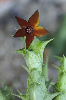Orbea commutata, syn. Caralluma sprengeri Orbea commutata, syn. Caralluma sprengeri