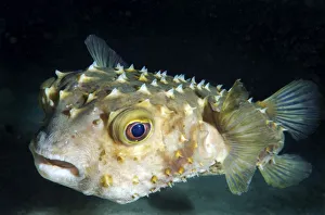 Orbicular Burrfish -Cyclichtys orbicularis-, Red Sea, Egypt, Africa Orbicular Burrfish -Cyclichtys orbicularis-, Red Sea, Egypt, Africa