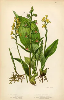 Orchid, Bog Orchid, Liparis, Coral Root, Helleborine Victorian Botanical Illustration Orchid, Bog Orchid, Liparis, Coral Root, Helleborine Victorian Botanical Illustration