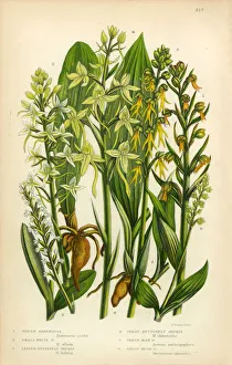 Orchid, Butterfly Orchid, Lizard Orchid, Habenaria Victorian Botanical Illustration Orchid, Butterfly Orchid, Lizard Orchid, Habenaria Victorian Botanical Illustration