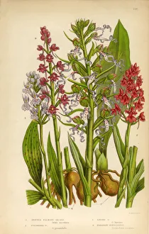 Orchid, Pyramidal Orchid, Lizard Orchid, Gymnadenia Victorian Botanical Illustration Orchid, Pyramidal Orchid, Lizard Orchid, Gymnadenia Victorian Botanical Illustration