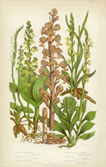 Orchid, Twayblade, Neottia, Listera, Ladyas Tresses, Spiranthes Victorian Botanical Illustration Orchid, Twayblade, Neottia, Listera, Ladyas Tresses, Spiranthes Victorian Botanical Illustration