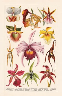 Orchids (Orchidaceae), chromolithograph, published in 1900 Orchids (Orchidaceae), chromolithograph, published in 1900