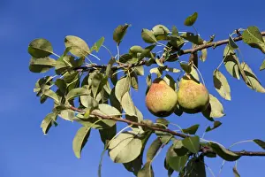 Fine Art Food Photography Prints: Organic pears on the tree