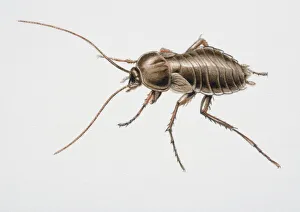Collections/dorling kindersley prints/oriental cockroach blatta orientalis view Collections/dorling kindersley prints/oriental cockroach blatta orientalis view
