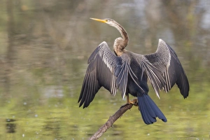 Oriental Darter -Anhinga melanogaster-, Keoladeo National Park, Rajasthan, India Oriental Darter -Anhinga melanogaster-, Keoladeo National Park, Rajasthan, India