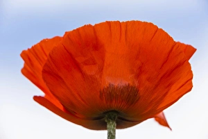 Oriental Poppy -Papaver orientale-, Northumberland, England, United Kingdom Oriental Poppy -Papaver orientale-, Northumberland, England, United Kingdom