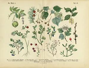 Ornamental Trees, Shrubs and Plants, Victorian Botanical Illustration Ornamental Trees, Shrubs and Plants, Victorian Botanical Illustration