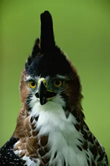 Ornate hawk-eagle (Spizaetus ornatus) Mexico, head-shot Ornate hawk-eagle (Spizaetus ornatus) Mexico, head-shot