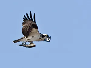 Osprey (Pandion haliaetus) with fish Morro Bay, CA Osprey (Pandion haliaetus) with fish Morro Bay, CA