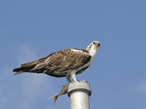 Osprey, Pandion haliaetus, with fish perched on a pole. Everglades National Park, Florida, USA Osprey, Pandion haliaetus, with fish perched on a pole. Everglades National Park, Florida, USA