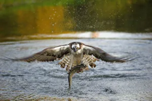 Osprey -Pandion haliaetus- in flight with Rainbow Trout -Oncorhynchus mykiss- as prey in Osprey -Pandion haliaetus- in flight with Rainbow Trout -Oncorhynchus mykiss- as prey in