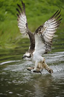 Osprey -Pandion haliaetus- taking flight after an unsuccessful hunt, Pothiolampi, Kangasala, Westfinnland, Finland Osprey -Pandion haliaetus- taking flight after an unsuccessful hunt, Pothiolampi, Kangasala, Westfinnland, Finland
