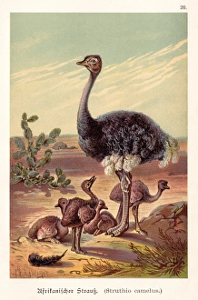 Ostrich with its babies illustration 1888 Ostrich with its babies illustration 1888