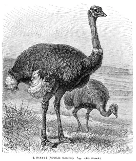 Ostrich bird engraving 1895 Ostrich bird engraving 1895