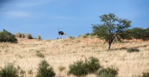 The ostrich or common ostrich (Struthio camelus) is either one or two species of large The ostrich or common ostrich (Struthio camelus) is either one or two species of large