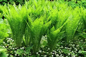 Ostrich Fern or Shuttlecock Fern -Matteuccia struthiopteris-, Stein, Middle Franconia Ostrich Fern or Shuttlecock Fern -Matteuccia struthiopteris-, Stein, Middle Franconia