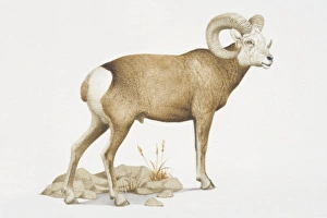Ovis canadensis, Bighorn Sheep with curved horns Ovis canadensis, Bighorn Sheep with curved horns