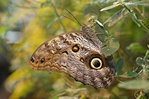 Owl -Caligo memnon-, found in South America Owl -Caligo memnon-, found in South America