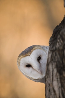 Owl in Tree