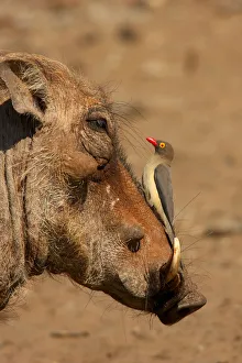 An Oxpecker on a warthogs snout, Isimangaliso, Kwazulu-Natal, South Africa An Oxpecker on a warthogs snout, Isimangaliso, Kwazulu-Natal, South Africa
