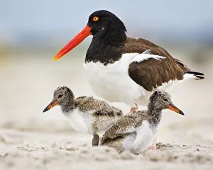 Oystercatcher Mother With Two Chicks on Either Side at Nickerson Beach Oystercatcher Mother With Two Chicks on Either Side at Nickerson Beach