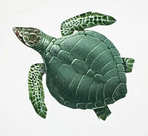 Pacific Ridley Turtle, Lepidochelys olivacea, side view Pacific Ridley Turtle, Lepidochelys olivacea, side view