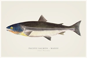 Pacific salmon illustration 1856 Pacific salmon illustration 1856