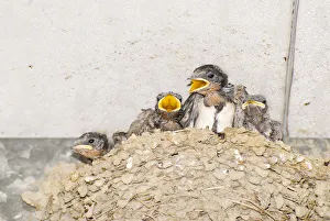 Pacific Swallow (Hirundo tahitica), young begging for food in nest under eave, Taiwan Pacific Swallow (Hirundo tahitica), young begging for food in nest under eave, Taiwan