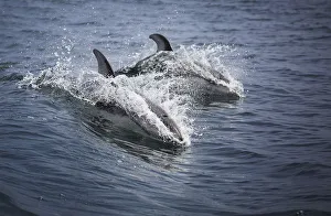 Nature wildlife/chase dekker wild life images/pacific white sided dolphins Nature wildlife/chase dekker wild life images/pacific white sided dolphins