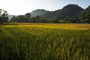 Paddy fields, Pang Mapha or Soppong region, Mae Hong Son province, northern Thailand, Thailand, Asia Paddy fields, Pang Mapha or Soppong region, Mae Hong Son province, northern Thailand, Thailand, Asia