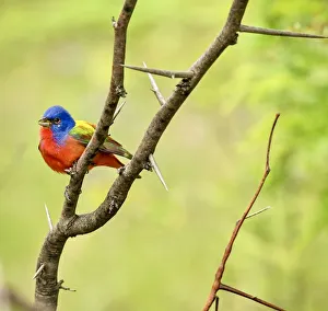 Painted Bunting perched in the forest in Texas Painted Bunting perched in the forest in Texas