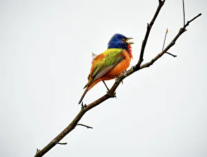 Painted Bunting singing on a dead branch outside Fort Worth Painted Bunting singing on a dead branch outside Fort Worth