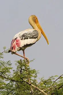Painted Stork -Mycteria leucocephala-, Keoladeo National Park, Rajasthan, India Painted Stork -Mycteria leucocephala-, Keoladeo National Park, Rajasthan, India