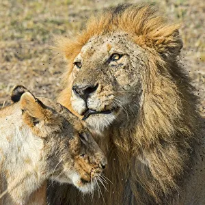 Pair of Lions -Panthera leo-, willing to mate, Maasai Mara National Reserve, Kenya Pair of Lions -Panthera leo-, willing to mate, Maasai Mara National Reserve, Kenya