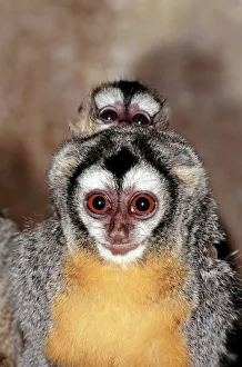Pair of owl monkeys (Aotus trivirgatus)