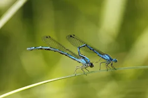 Pairing of Common Blue Damselflies (Enallagma cyathigerum) with parasitic mites, Bavaria, Germany, Europe Pairing of Common Blue Damselflies (Enallagma cyathigerum) with parasitic mites, Bavaria, Germany, Europe