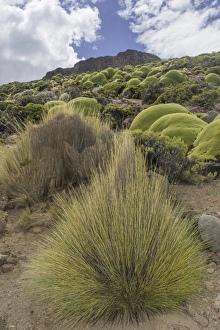 Paja Brava, Paja Ichu or Yarava Ichu grass plants with the Yareta or Llareta cushion Paja Brava, Paja Ichu or Yarava Ichu grass plants with the Yareta or Llareta cushion