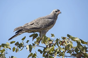 Pale chanting goshawk -Melierax canorus-, juvenile, Etosha National Park, Namibia, Africa Pale chanting goshawk -Melierax canorus-, juvenile, Etosha National Park, Namibia, Africa