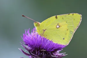Pale Clouded Yellow -Colias hyale- on a flower, Bulgaria Pale Clouded Yellow -Colias hyale- on a flower, Bulgaria