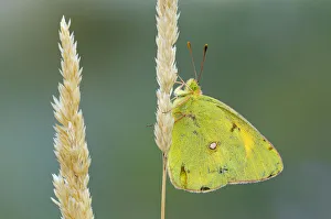 Pale Clouded Yellow -Colias hyale- on a grass seed head, Bulgaria Pale Clouded Yellow -Colias hyale- on a grass seed head, Bulgaria