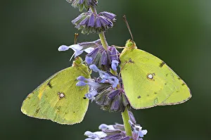 Two Pale Clouded Yellows -Colias hyale-, Bulgaria Two Pale Clouded Yellows -Colias hyale-, Bulgaria