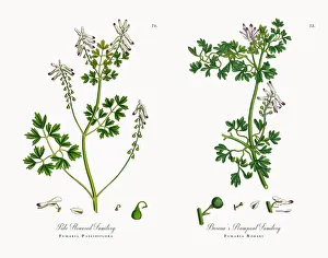 Pale Flowered Fumitory, Fumaria Pallidiflora, Victorian Botanical Illustration, 1863 Pale Flowered Fumitory, Fumaria Pallidiflora, Victorian Botanical Illustration, 1863