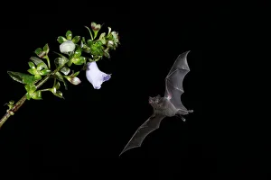 Pallas's Long-Tongued Bat (Glossophaga soricina) Pallas's Long-Tongued Bat (Glossophaga soricina)