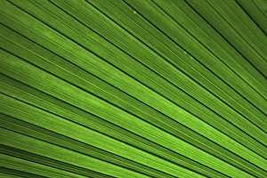 Palm frond, palm leaf, detailed view, Mainau island, Baden-Wuerttemberg, Germany, Europe Palm frond, palm leaf, detailed view, Mainau island, Baden-Wuerttemberg, Germany, Europe